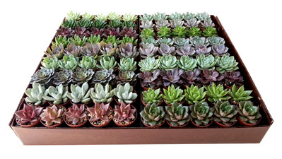 2" Echeveria Assortment